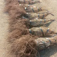 نهال انگورخوشه طلایی