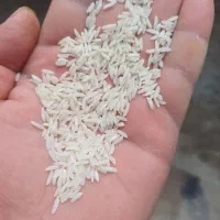 طارم هاشمی سورت و بوجار صادراتی