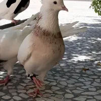 جفت طوقی آجری خال سرکه ای.برای فروش