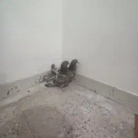 جوجه کناری تر سنجابی .