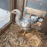 مرغ نیمچه خونگی ۵ ماهه