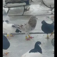 کبوتر هفترنگ خطی مغلف عکس نمایشی|پرنده|قزوین, |دیوار