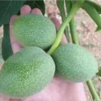 نهال گردو و بادام خوشه ای با ضمانت کتبی