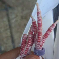 کفتر سرور عالی نشون دار