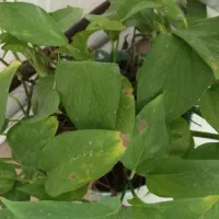 دستیار و منشی