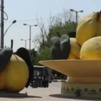 میوه به پیربکران