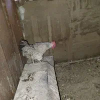 مرغ|حیوانات مزرعه|اصفهان, برزان|دیوار