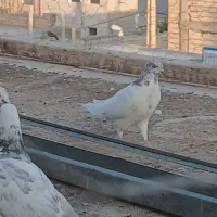 کبوتر
