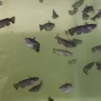 کت چوبی یا فنکوس درختی