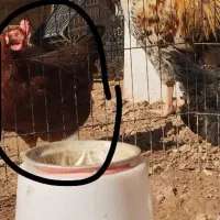 مرغ محلی تخم گذار