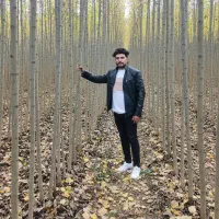 نهال صنوبر با کیفیت عـالی در اصفهان، ارسال فوری