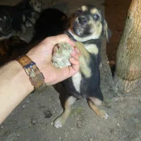 سگ دوبرمن مفت|سگ|تهران, نازیآباد|دیوار