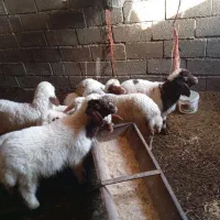 ده عدد بره نرو ماده