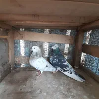 ۷ جفت کبوتر