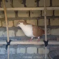 کفتر|پرنده|کاشان, عربها|دیوار