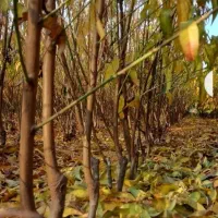 نهال گردو بادام وانواع سنجد حاج حسین، قزل ،دروار|گل و گیاه طبیعی|خسروشاه, |دیوار