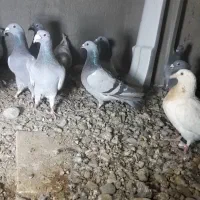 ۱۵تان همه باهم ۵میلیون۵۰۰