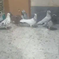 کبوتر پرشی|پرنده|قم, ولیعصر|دیوار