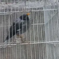 مینا قناری|پرنده|مشهد, شفا|دیوار