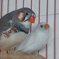 فنچ و مرغ عشق|پرنده|قوچان, |دیوار