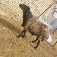 بره نر چاق گوشتی