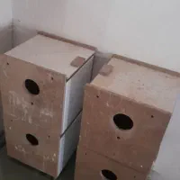 لونه برزیلی ،کاسه