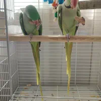 یک جفت شاه طوطی آماده جفتگیری