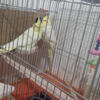 جفت عروس هلندی