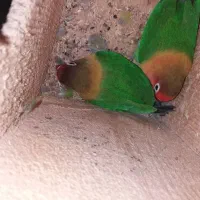 طوطی برزیلی|پرنده|لاهیجان, آهندان|دیوار