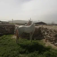 اسب|اسب و تجهیزات اسبسواری|جاپلق, |دیوار