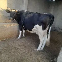 گاو شیری|حیوانات مزرعه|نیمروز, |دیوار