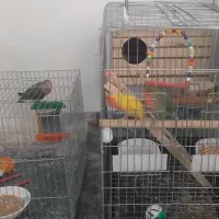 ۷ عدد طوطی برزیلی همراه با وسایل