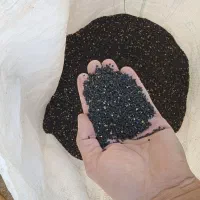 بذر پیاز طلای زرد فلات