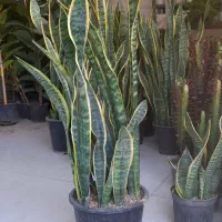 سانسوریا سطل هفت شمشیری ابلق لب طلایی|گل و گیاه طبیعی|قم, نیروگاه|دیوار