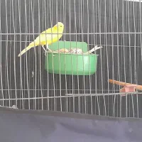 قناری جفت لیمویی