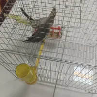 عروس هلندی دستی