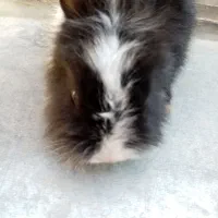 فروش یک عدد خرگوش خارجی|موش و خرگوش|ایذه, |دیوار