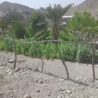 باغبانی ودرخت کا ی