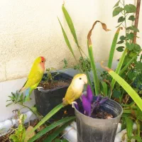 فروش طوطی برزیلی