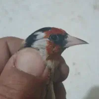 عکس اول نمایش هست  معاوضه با پرنده