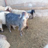 فروش بز چاق (قسر)