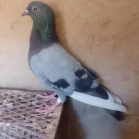 دوعددکفتر