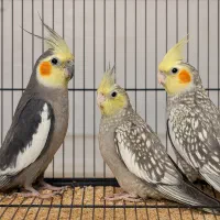 عروس هلندی زیر قیمت