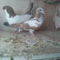 ۵ تا حیوون رنگی و سالم|پرنده|شاهرود, |دیوار