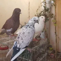 کبوتر کینگ‌شاهی غول|پرنده|قم, باجک یک|دیوار