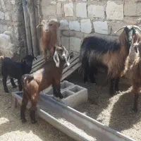 بز و میش