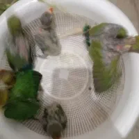 طوطی کوتوله برزیلی آماده دستی کردن|پرنده|سیرجان, |دیوار