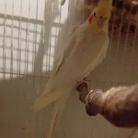 عروس|پرنده|مشهد, قائم|دیوار