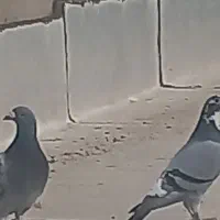 جفت دوبر نروماده