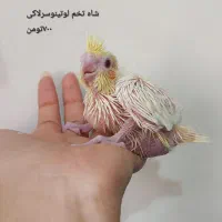 تعدادی پرنده خانگی فوق العاده سالم|پرنده|تهران, شوش|دیوار
